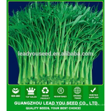 MWS03 Qigeng verde tallo semillas de espinaca agua verde proveedor